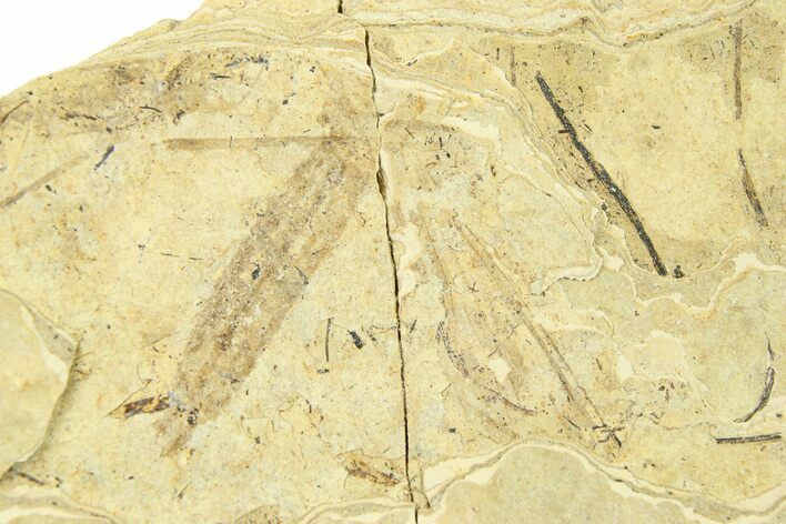 Detailed Fossil Crane Fly (Tipula) - France #294125